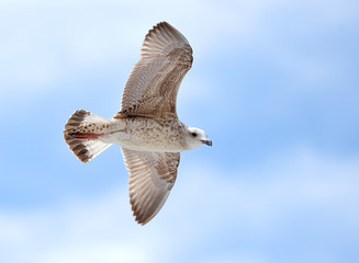 Seagull