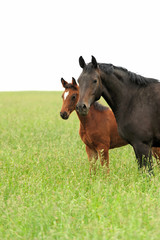 Fototapeta premium Horses in meadow