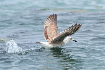 Seagull