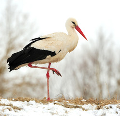 Stork