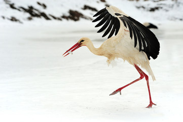 Stork