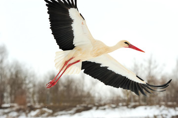 Stork