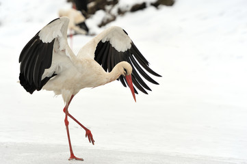 Stork