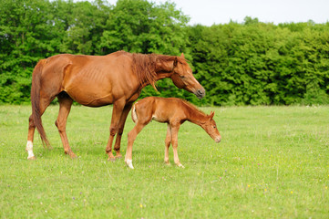 Horses in meadow