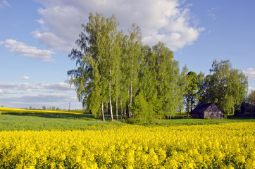 spring rural landscape with blossoming rapes