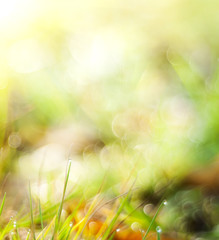 Obraz premium Spring or summer abstract nature background with grass in the meadow and blue sky in the back