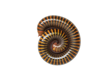Tropical millipede isolated on white background