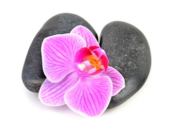 Orchid and stone