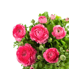bouquet of spring pink ranunculus