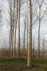 Pioppeto per la produzione della cellulosa, Pocenia