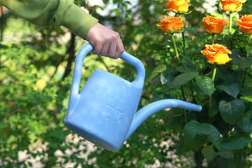 Fototapeta Watering flowers in the garden obraz