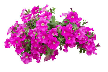 petunia flowers isolated with clipping path included - obrazy, fototapety, plakaty