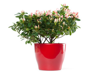Azalea in Pot Isolated on White Background