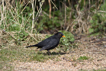 Male Blackbird