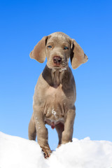 Puppy in snow against sky