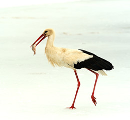 Storks