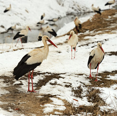 Storks