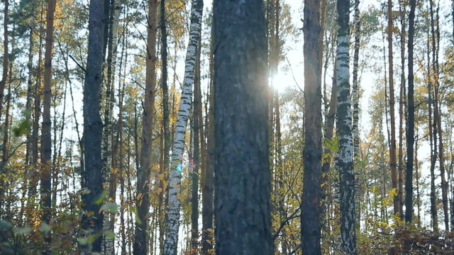 autumn sunny  forest