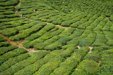 Tea Plantation at Cameron Highlands Malaysia