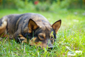 Dog sleeping on the grass