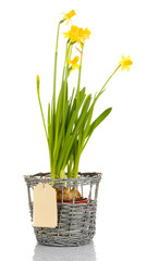 Beautiful yellow daffodils in wicker basket isolated on white