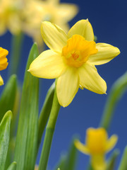 Fototapeta premium Daffodils