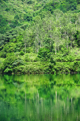 forest with lake