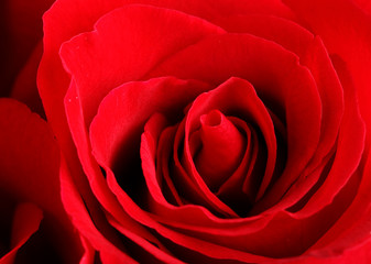 rose close up