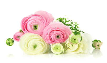 Ranunculus (persian buttercups), isolated on white
