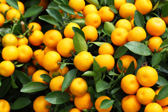 kumquat for chinese new year