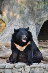 Asiatic black bear © tigger11th
