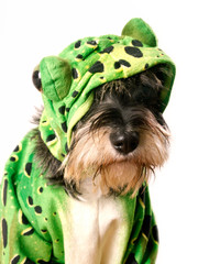 Hund im Froschkostüm