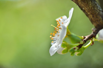 Close up of a white spring blossom