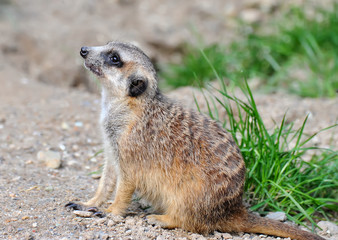 Meerkat suricata