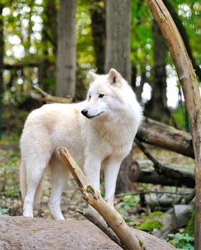 White wolf