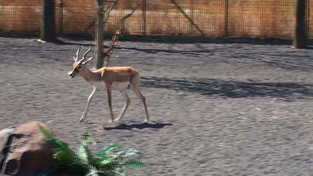 antilope cervicapra