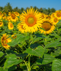 Obraz premium field of sunflower in the sky, background