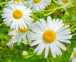 camomiles after a rain with drops on a meadow