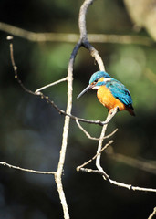 止まり木のカワセミ