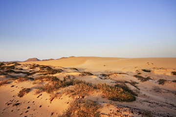 Fototapeta na wymiar Sand dunes and scrub