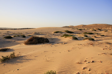 Sand dunes and scrub at sunset