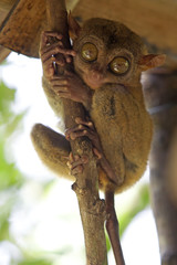 Tarsier