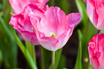 Tulips are in the garden