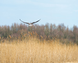 Goose flying over nature in spring