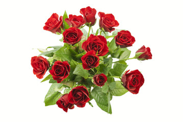 Red Roses