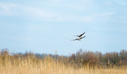 Two geese flying over nature in spring
