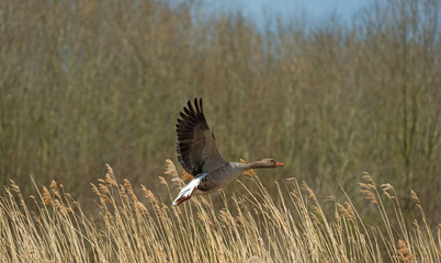 Goose flying over nature in spring