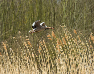 Goose flying over nature in spring