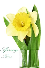 Cercles muraux Narcisse Beautiful spring single flower: yellow narcissus (Daffodil)