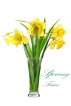 Beautiful spring flowers in vase: yellow  narcissus (Daffodil)